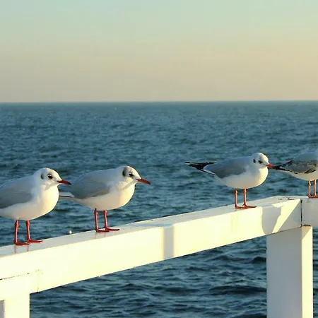 Lägenhet Mieszkanie Przy Arenie